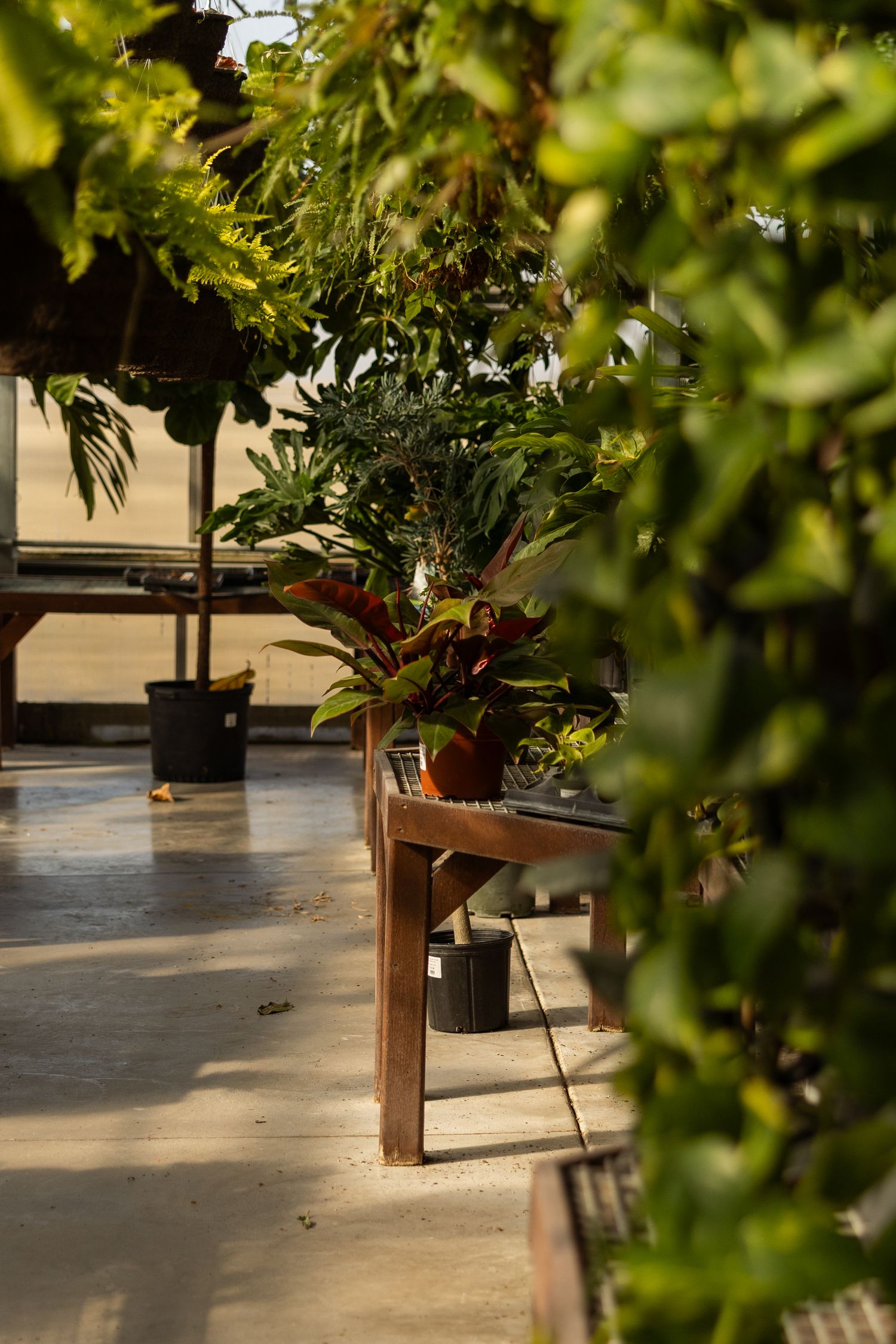 Greenhouse interior with wooden benches and potted plants displayed in natural lighting.