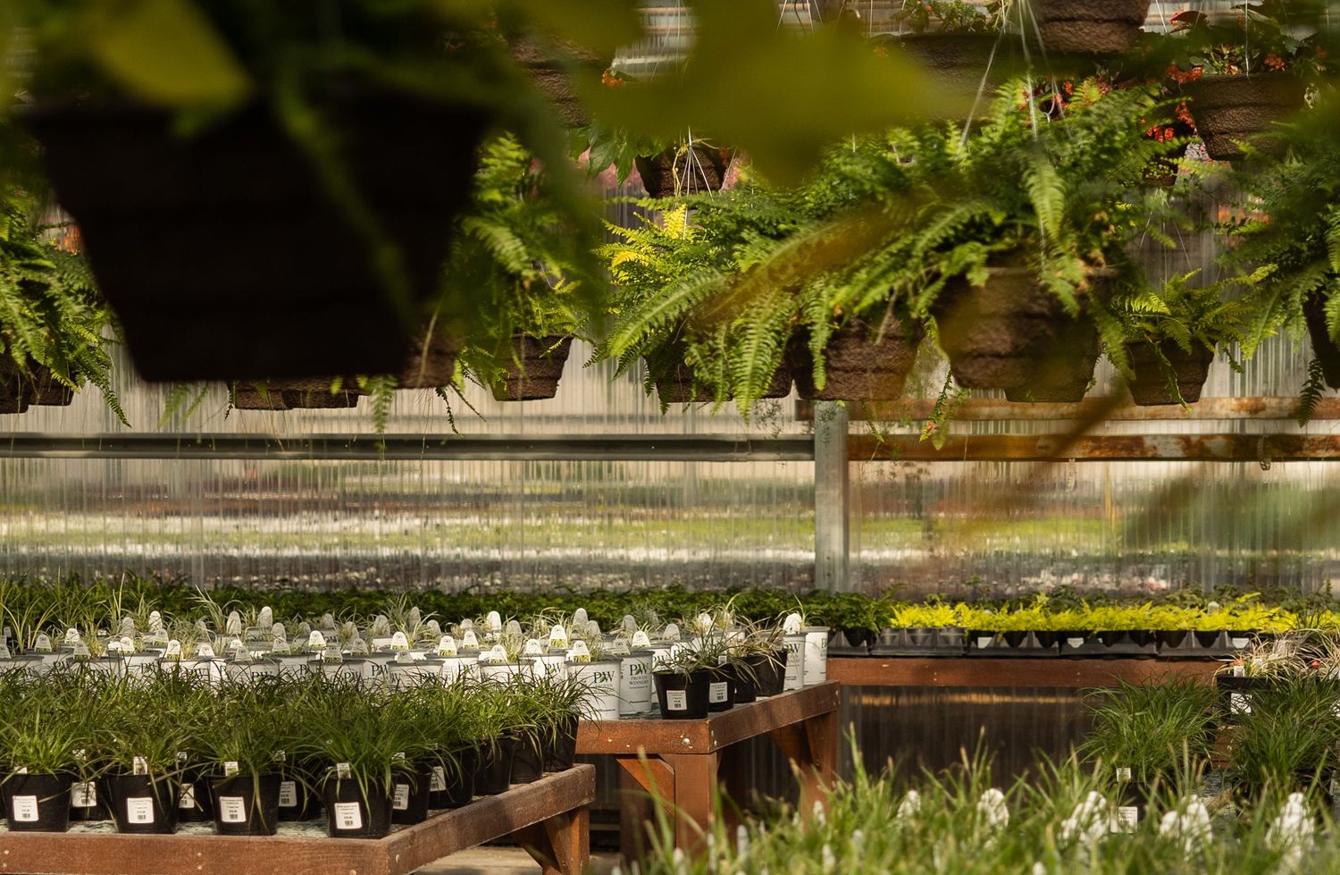 Interior view of a greenhouse with hanging ferns and white flowering plants on display benches.