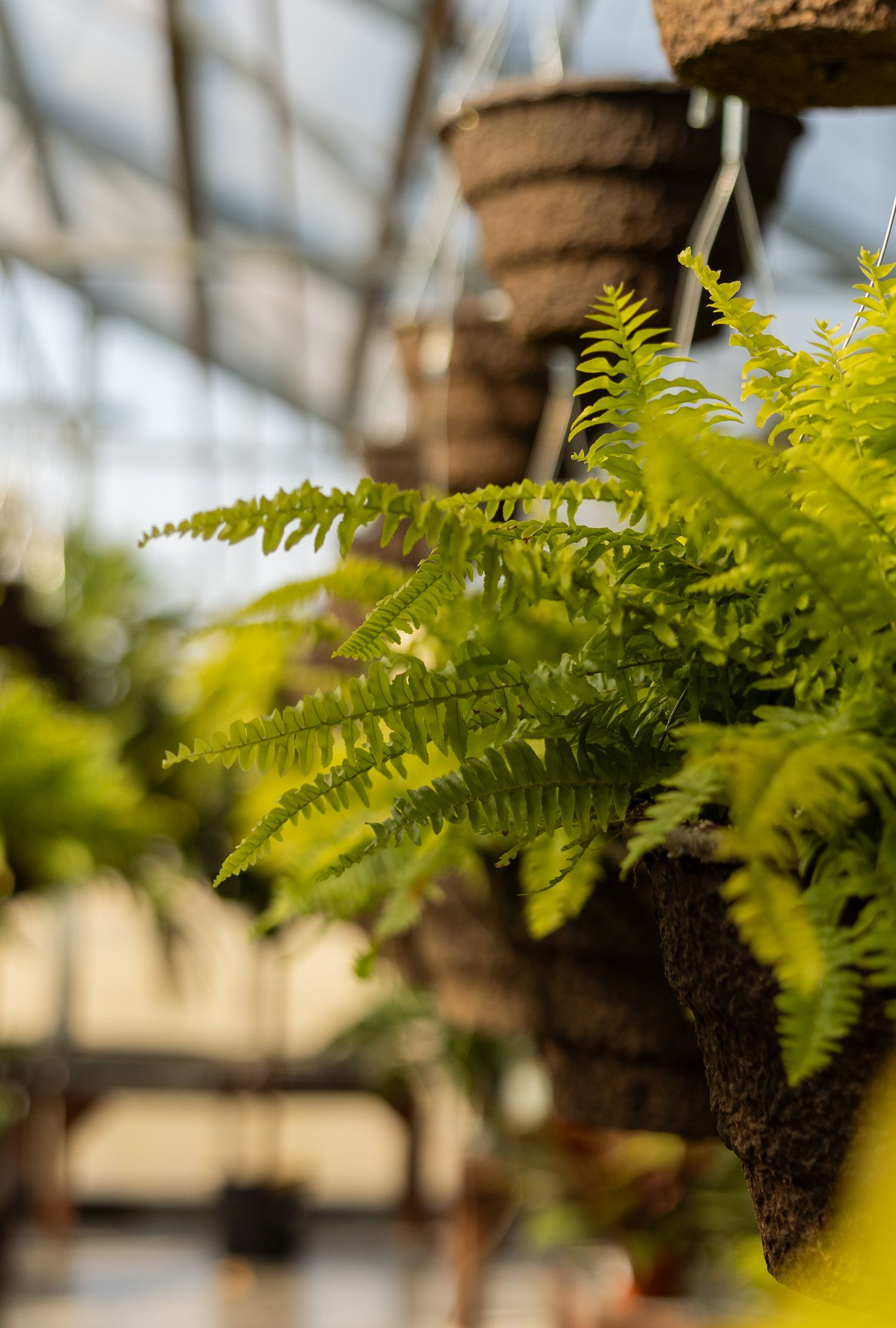 Row of hanging ferns with delicate fronds in a greenhouse environment.
