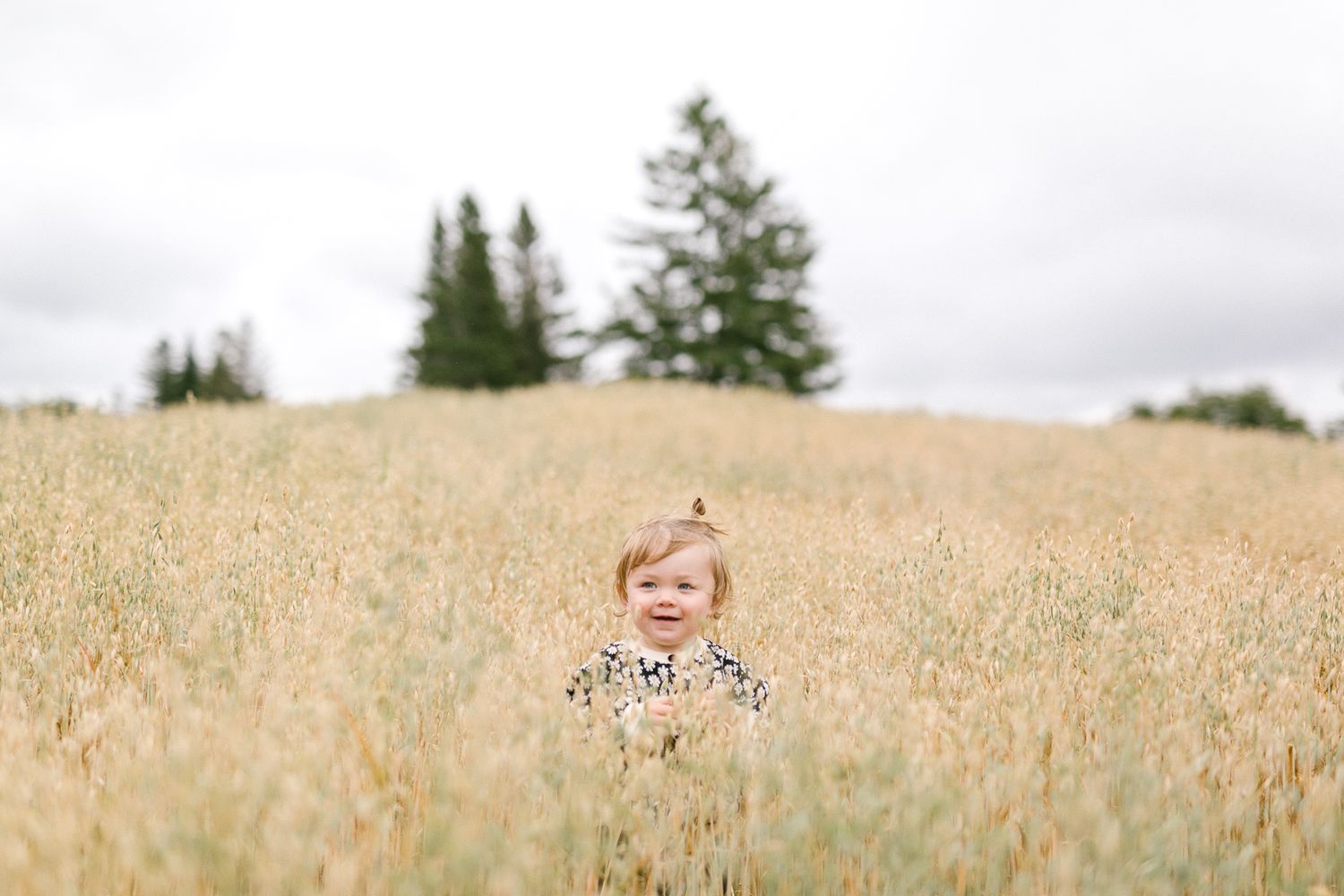 Golden wheat field with tall grass swaying in summer sunlight.