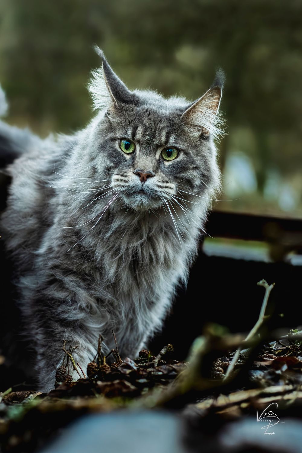 A long-haired grey cat explores a natural outdoor setting with curious expression.