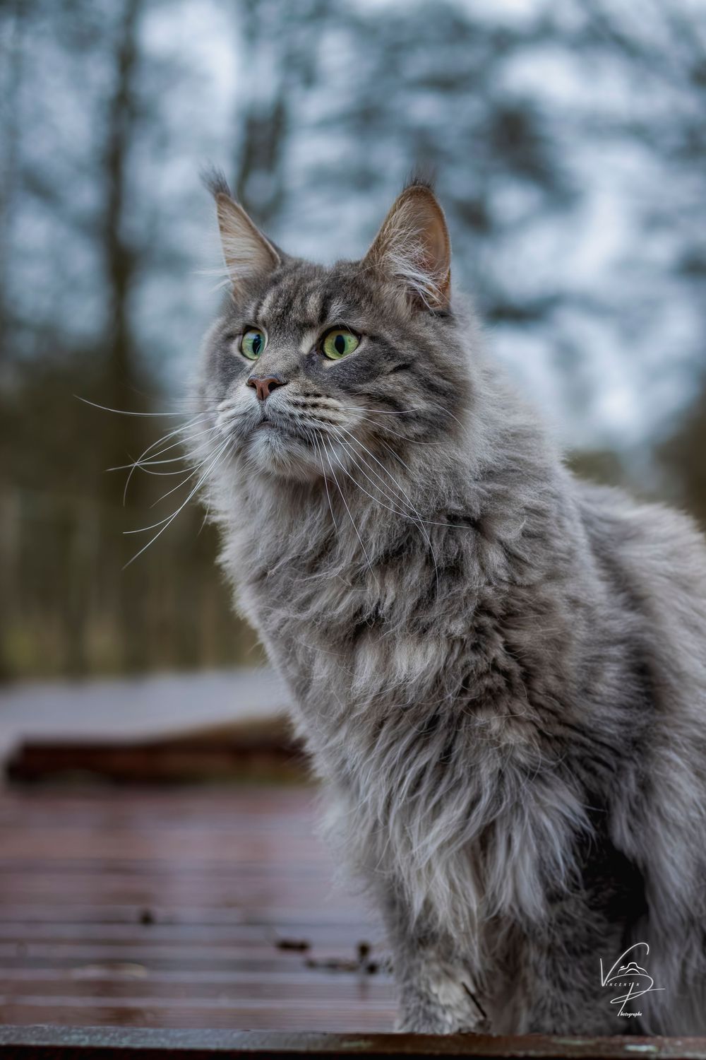 A fluffy grey Persian cat poses elegantly on a wet wooden surface outdoors.