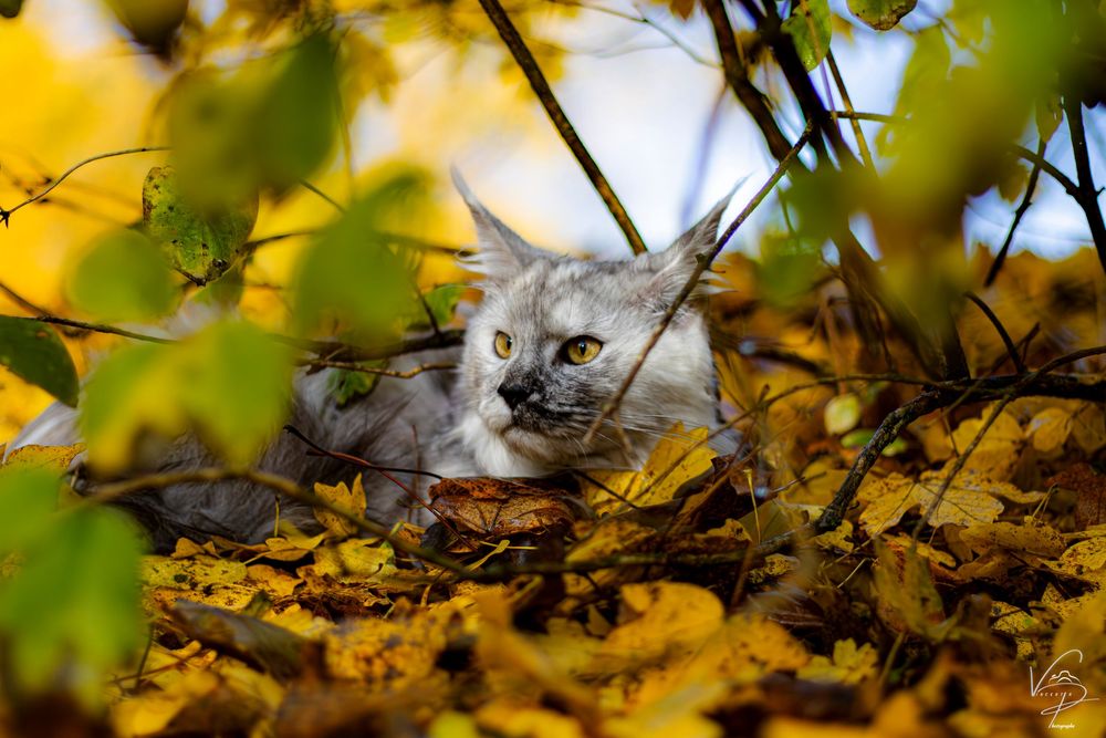 White cat lounging in autumn leaves with yellow foliage in the background.