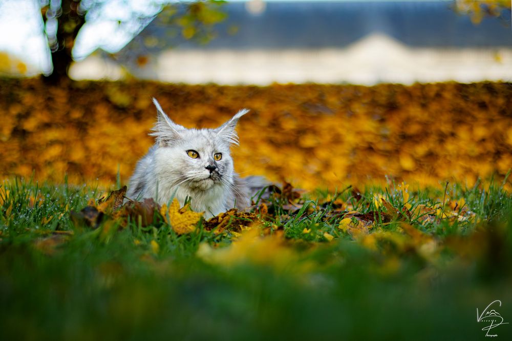White cat playing in fallen autumn leaves on the ground.