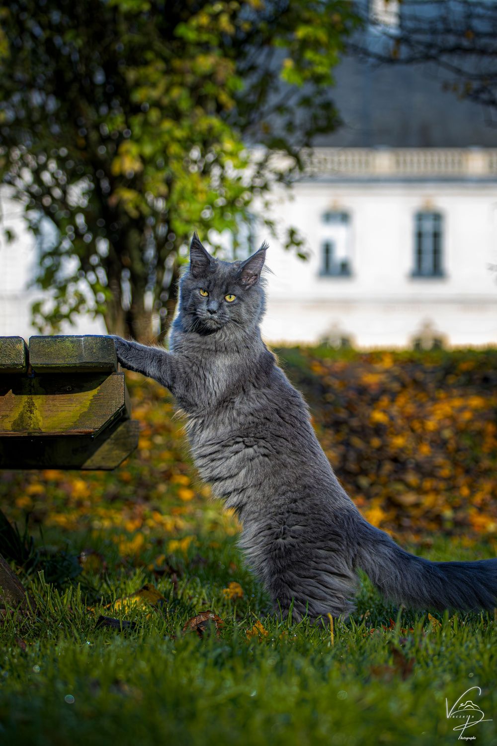 Grey cat stretching against a wooden fence with autumn leaves in the background.