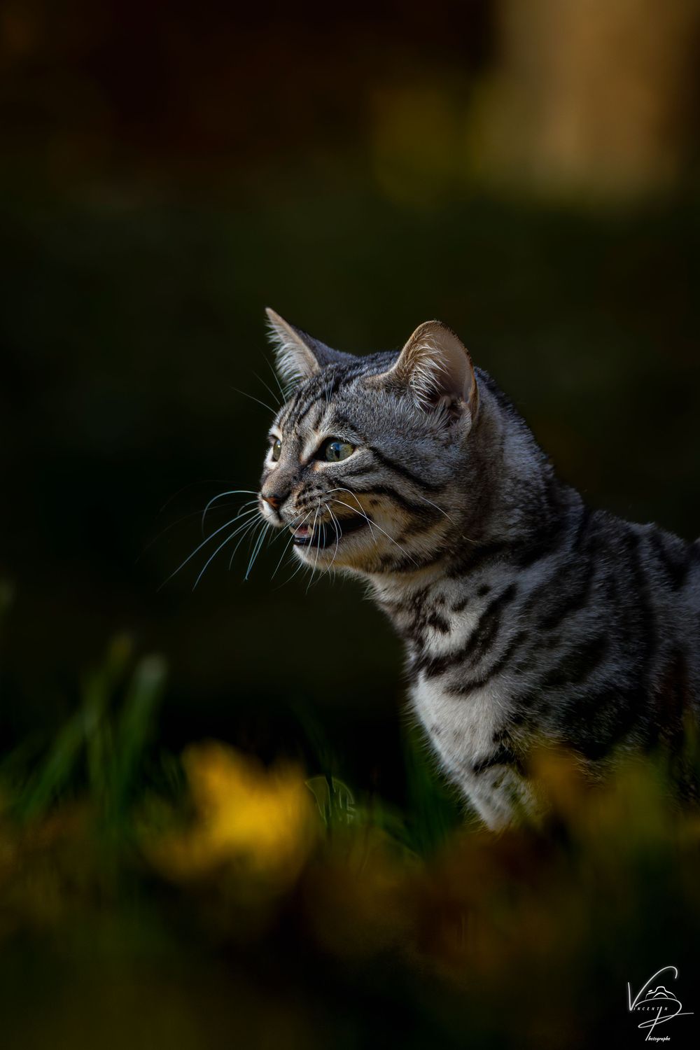 Tabby cat looking up intently in a dark outdoor setting.