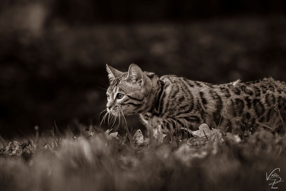 A black cat lying low in dark grass with glowing eyes.
