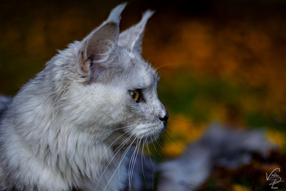 Close-up portrait of a white cat with bright eyes in an autumn setting.