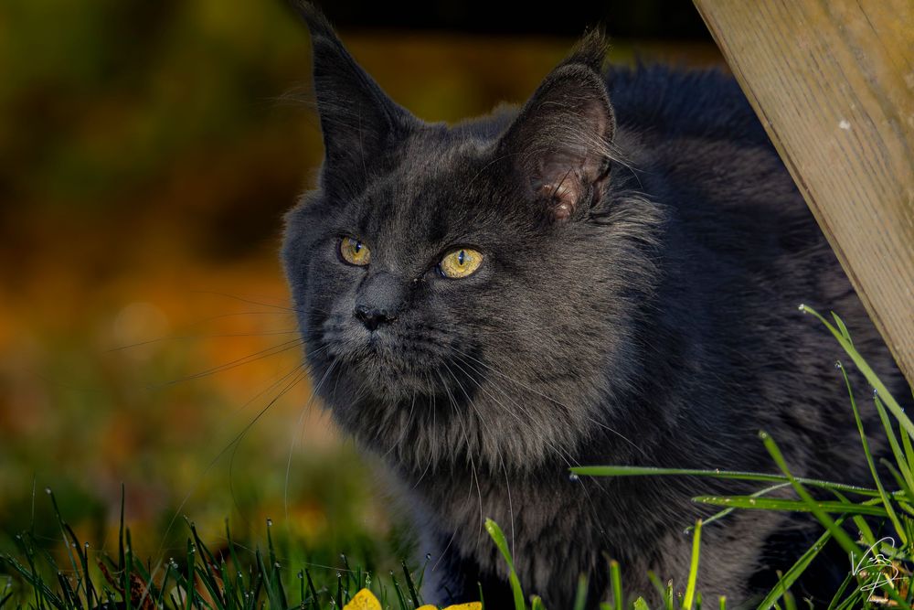 Dark cat with yellow eyes peering through grass in a garden setting.