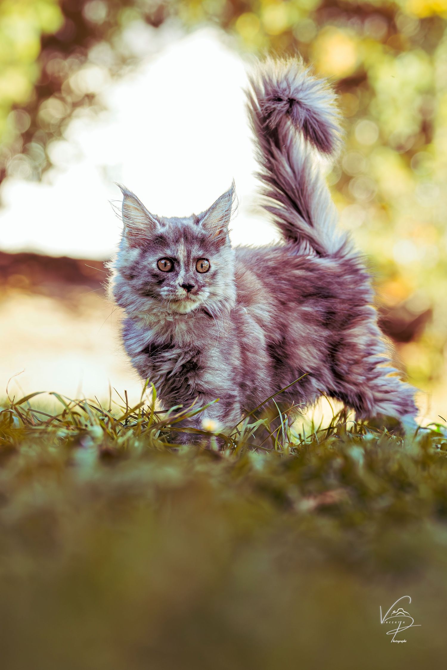 Long-haired kitten resting in grass with warm autumn colors in background.