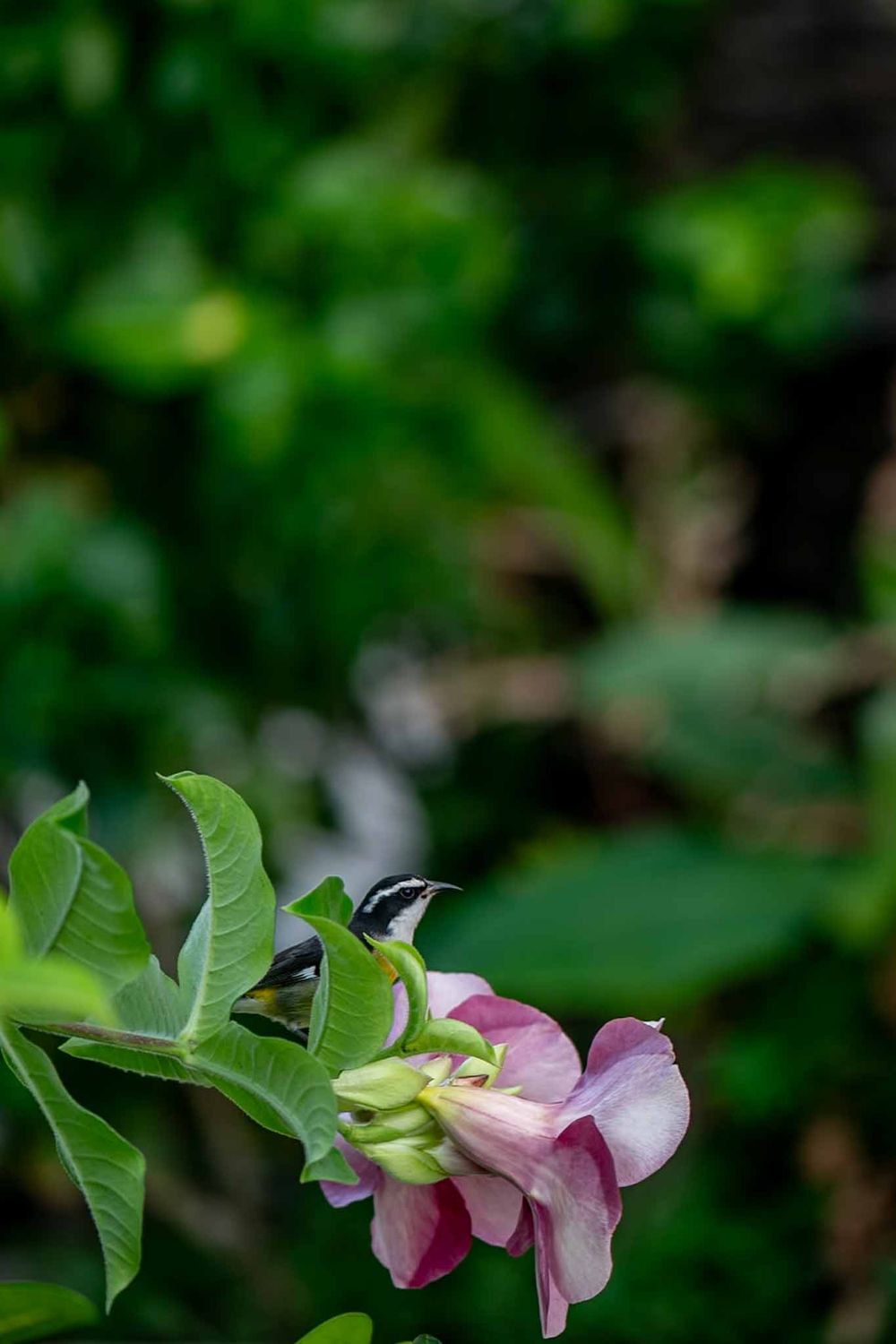 Pink flower blossom with green leaves against blurred natural background in soft focus macro photography.