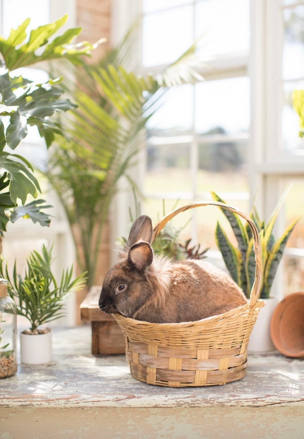 Easter bunny mini session setup for children in Athens GA spring photography
