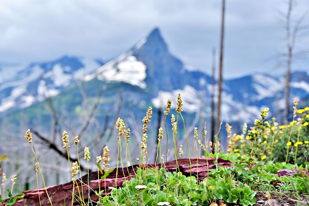 spring growth with mountain peak in the background glacier national park montana