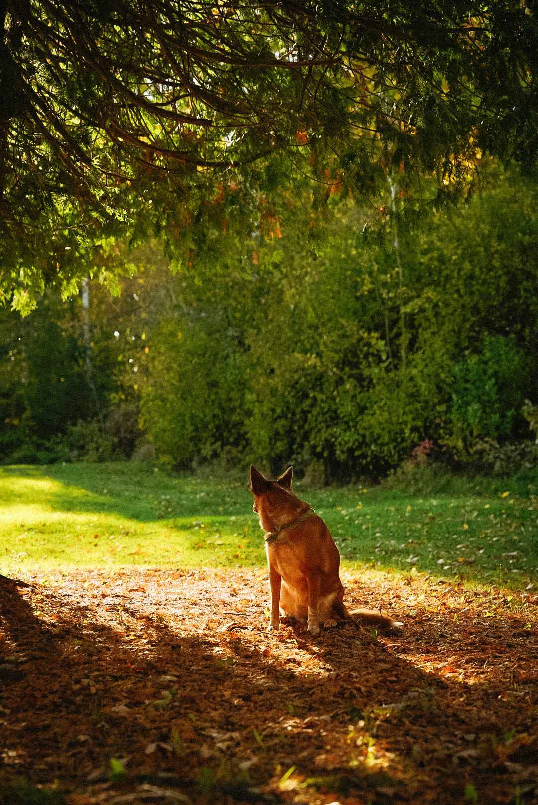 Weaver the Red Heeler