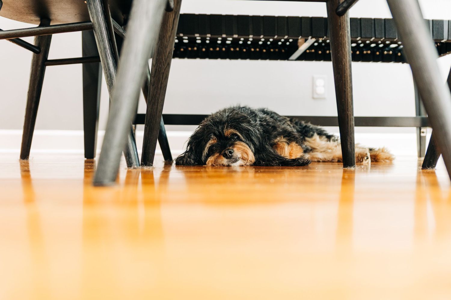 Dog laying under kitchen table