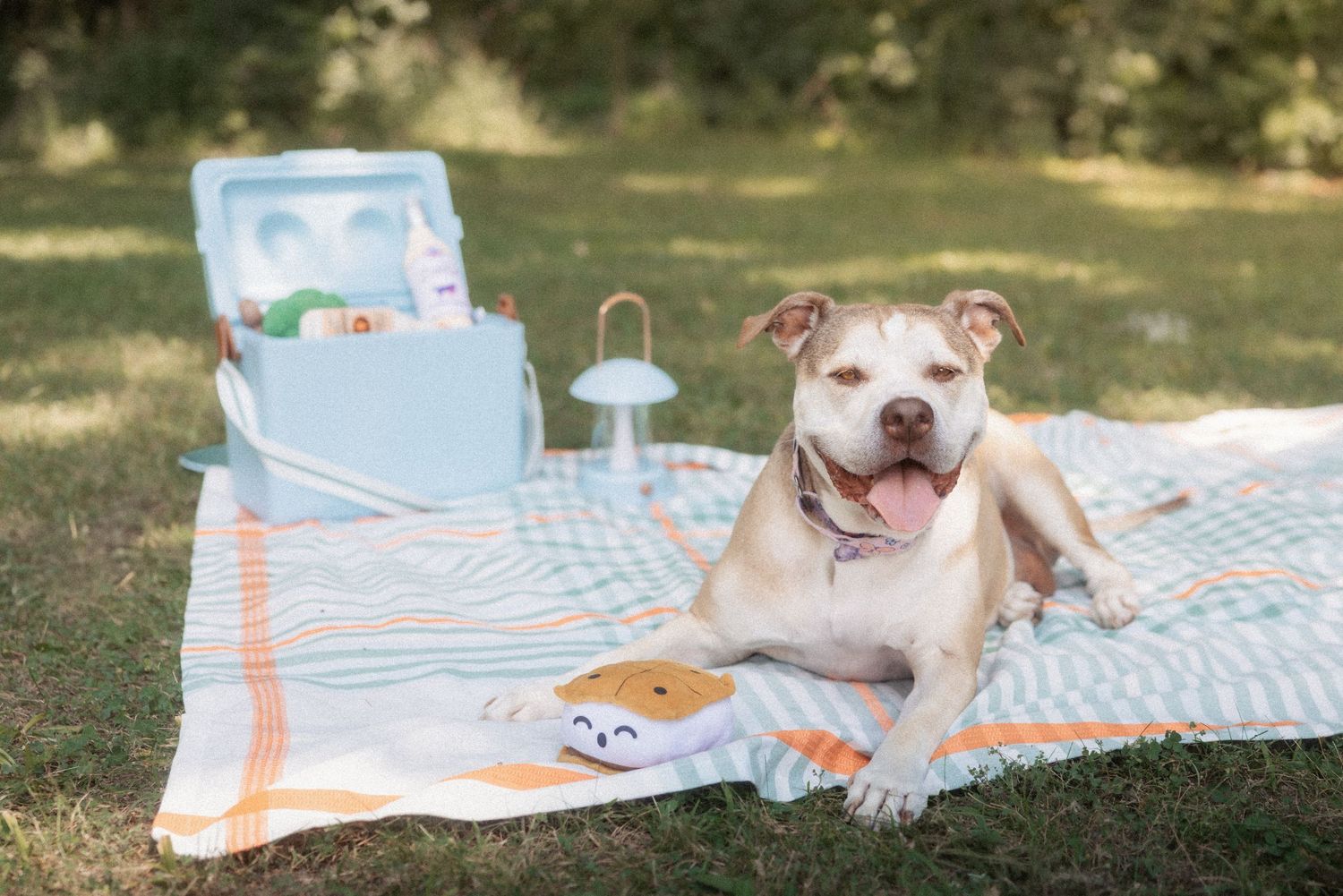 Happy pit bull dog lounges on picnic blanket with cooler and snacks in sunny outdoor park setting.