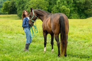 Five connected images show a person grooming and bonding with a brown horse in a sunny green pasture.