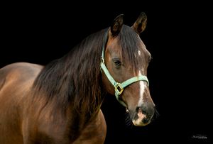 A brown horse with black mane pictured in profile against a dark background with dramatic lighting effect.