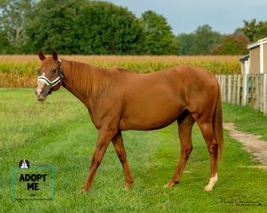 Two chestnut horses stand in green pastures with a white farmhouse and cornfield visible in the background.