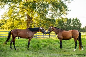 Row of brown horses grazing in green pasture with wooden fence and trees in background.
