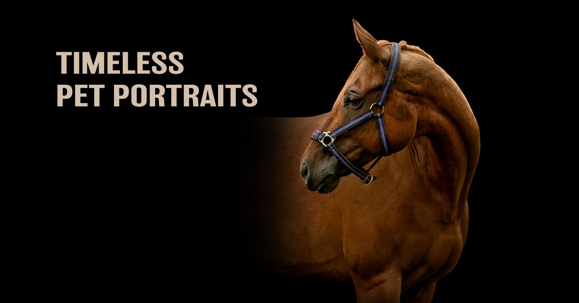 Dark brown leather horse tack and bridle equipment arranged against a black background.