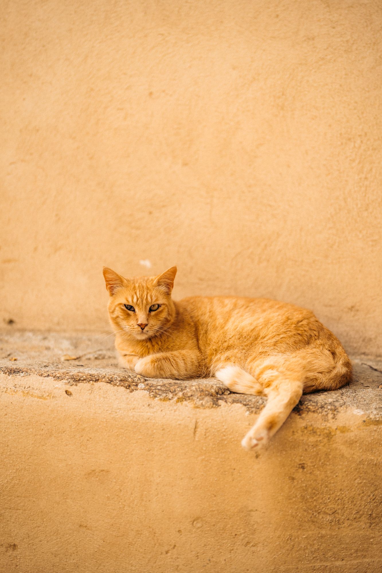 chat qui fait la sieste dans une ruelle de pigna