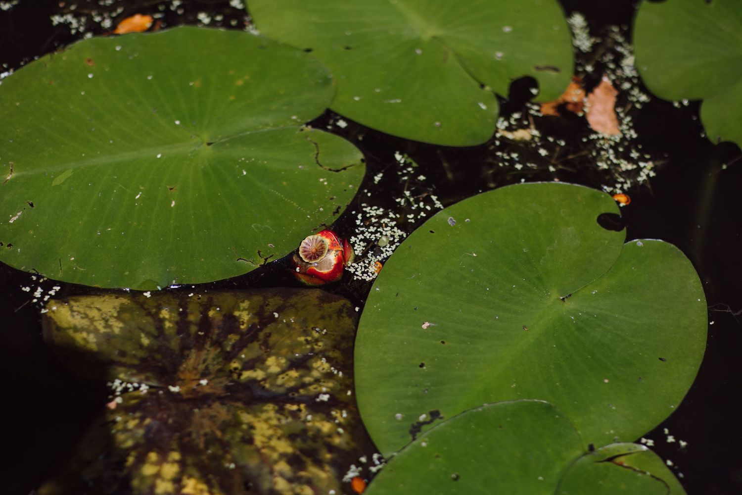 Green lily pads floating on dark water in a peaceful pond setting.