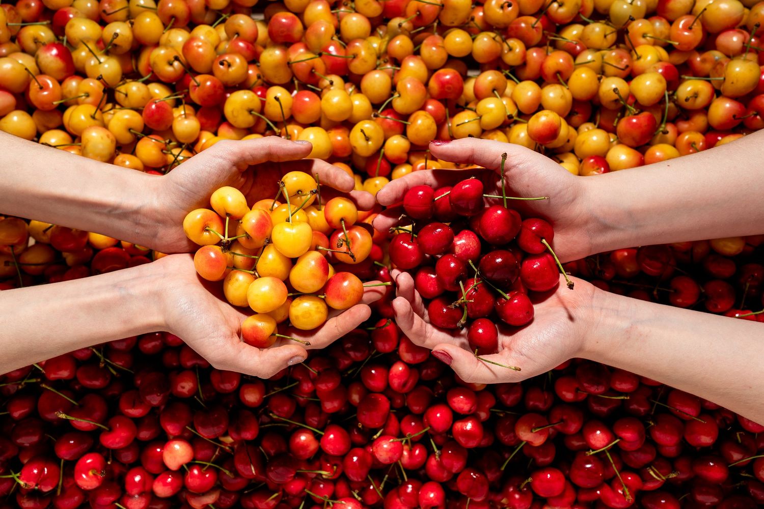 Hands holding yellow and red cherries — commercial food photography hero, Portland & Vancouver, Pacific Northwest.
