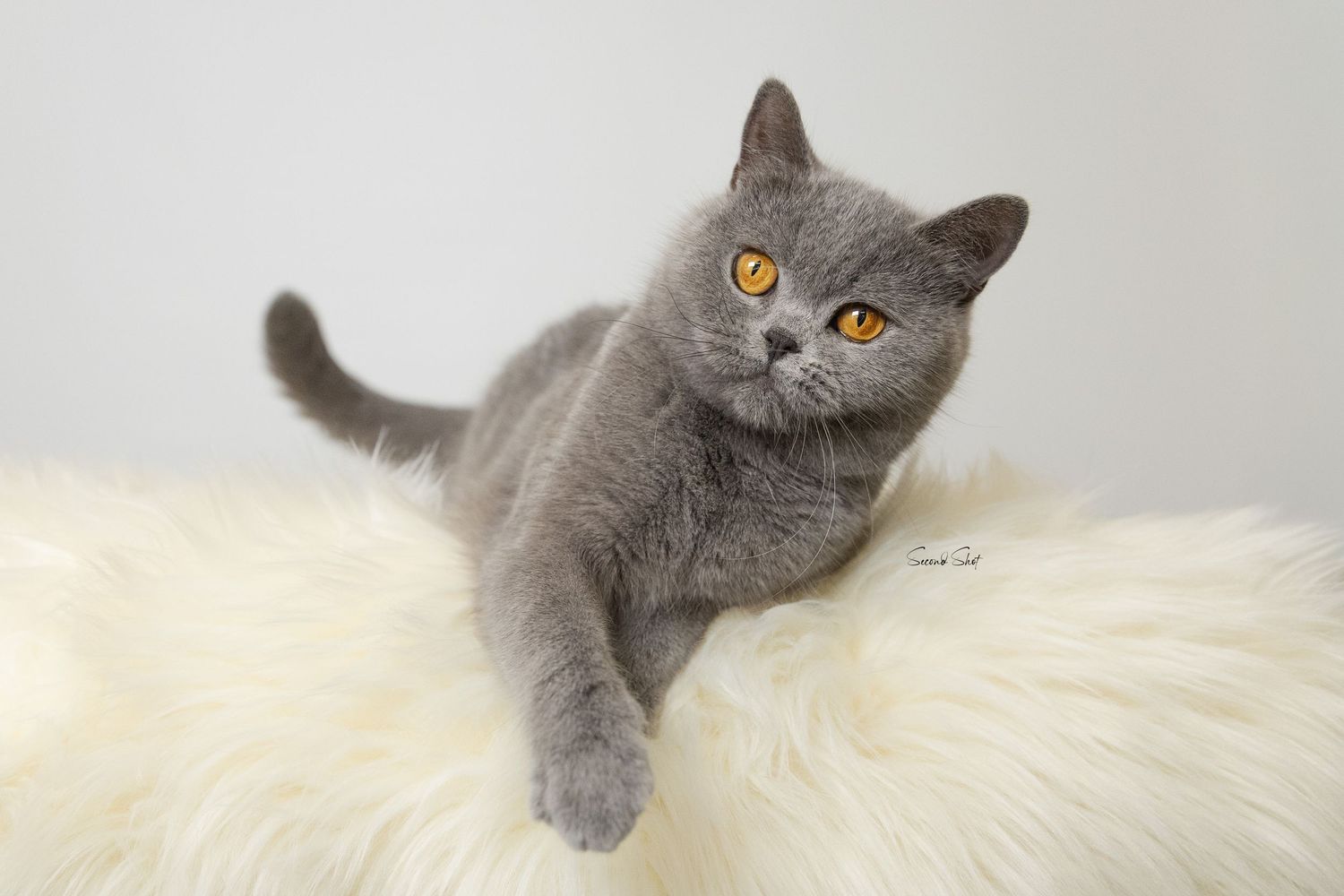 A regal British Shorthair cat with grey fur sits elegantly against a dreamy green background.