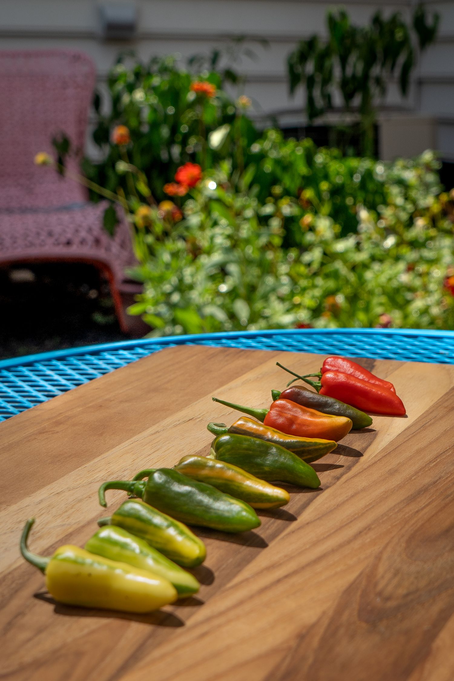 Fresh chili peppers on wooden board with lush garden vegetation in background.