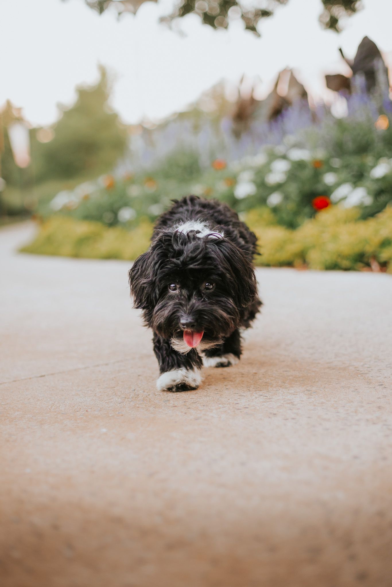 Oklahoma City dog photographer