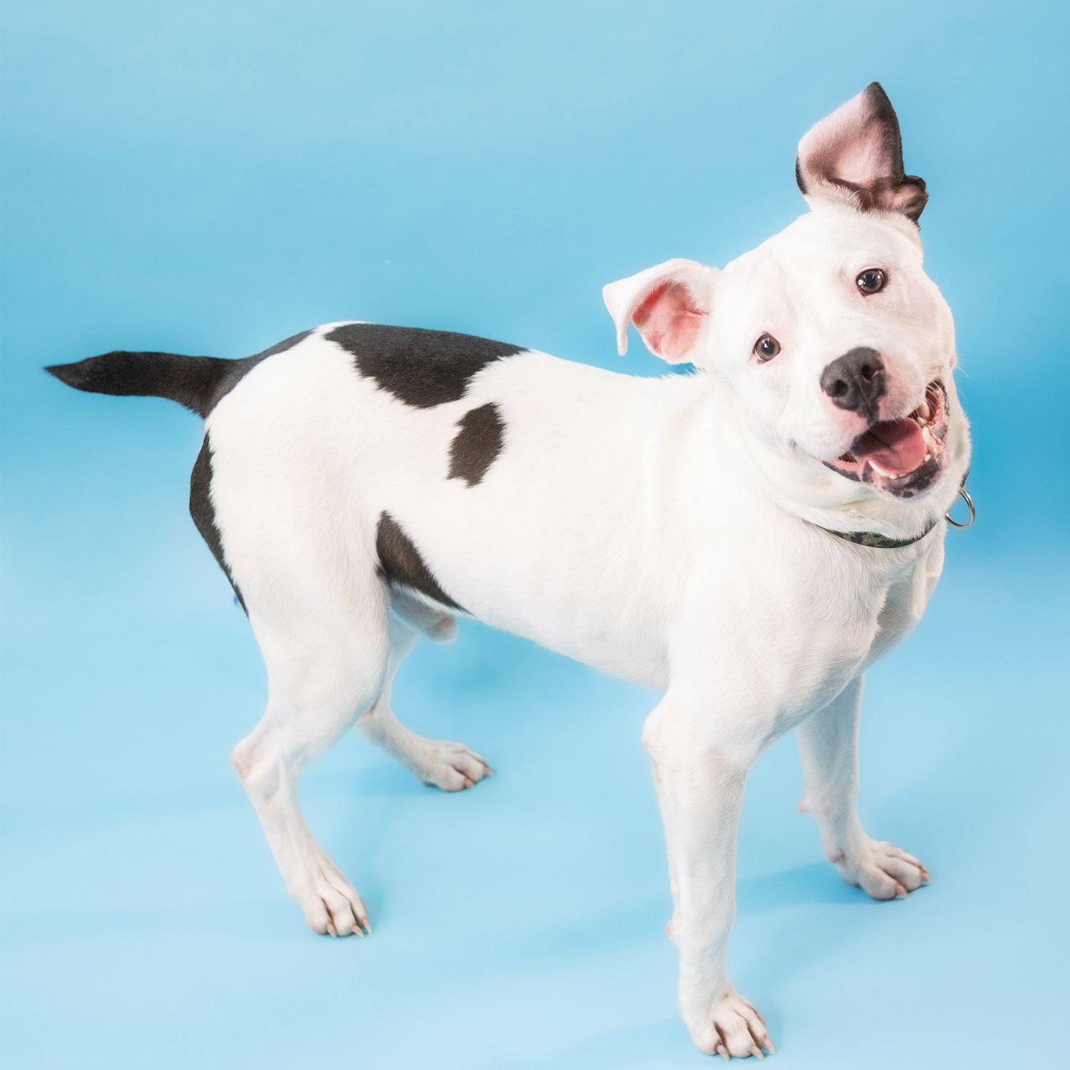 Happy white and black pit bull mix dog with spotted coat smiling against blue background in studio portrait.