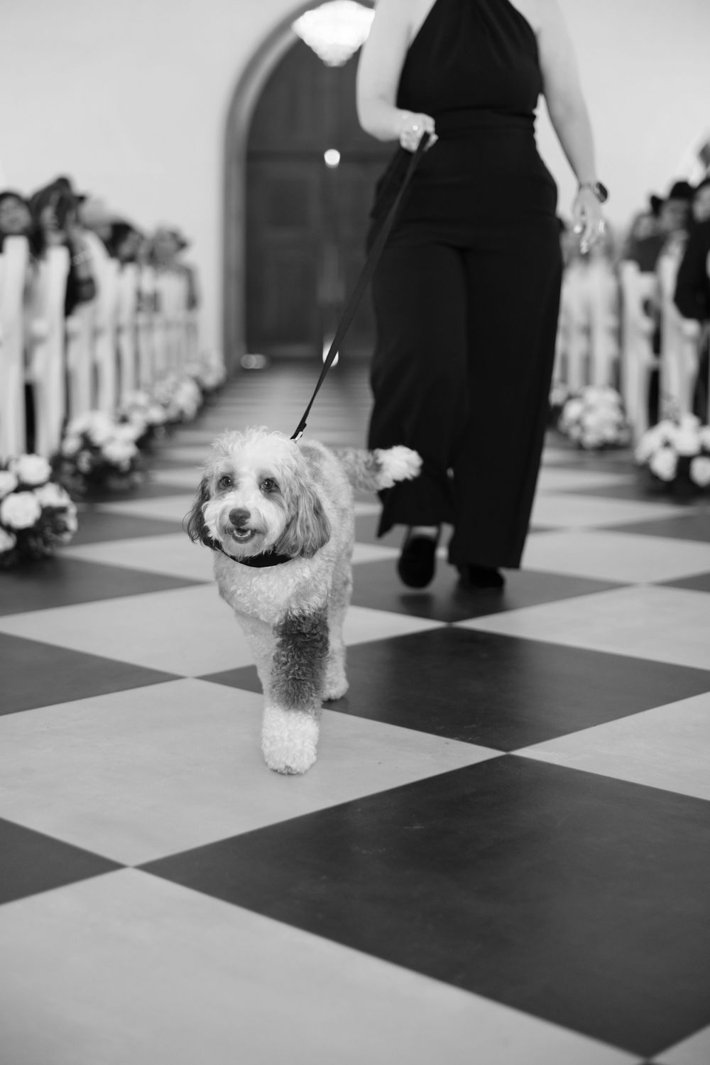 A small fluffy white dog walks down a black and white checkered aisle with flower arrangements lining the sides.