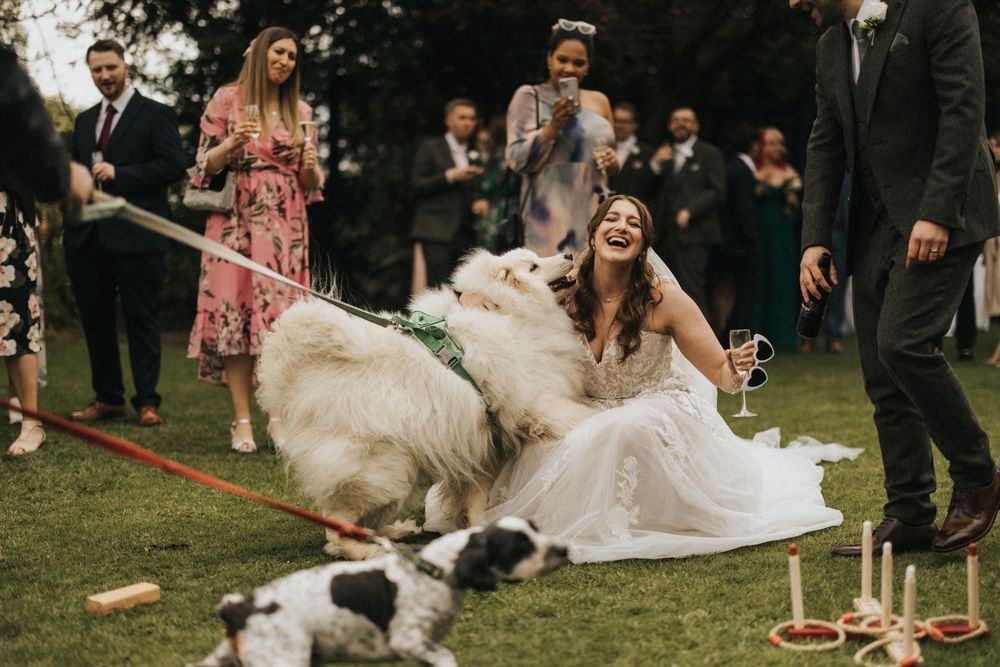 A joyful wedding moment outdoors with someone in a white dress playing with fluffy white dogs on a grassy lawn.