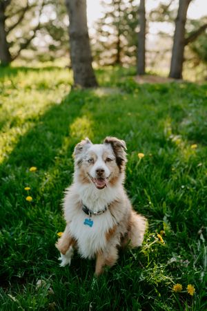 An Australian Shepherd dog with a blue collar sits happily in a grassy field with trees in the background.