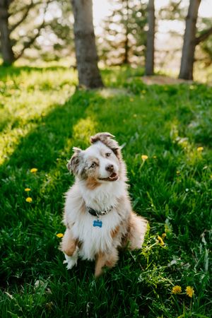 A fluffy Australian Shepherd dog poses on green grass with yellow wildflowers and trees.