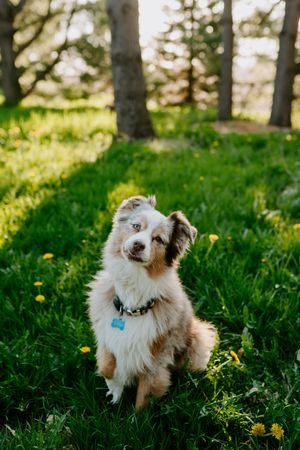 An Australian Shepherd tilts its head while sitting in a sunny meadow with scattered yellow flowers.