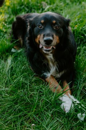 A black and tan dog with a friendly smile lying in green grass.