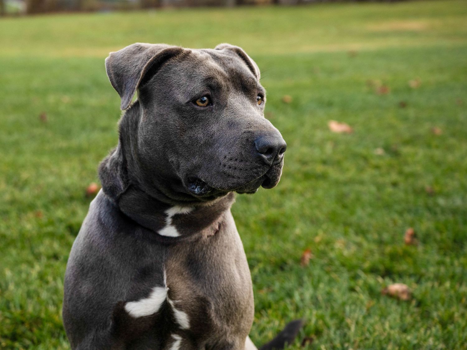 A grey dog is looking to the right in front of a grassy field