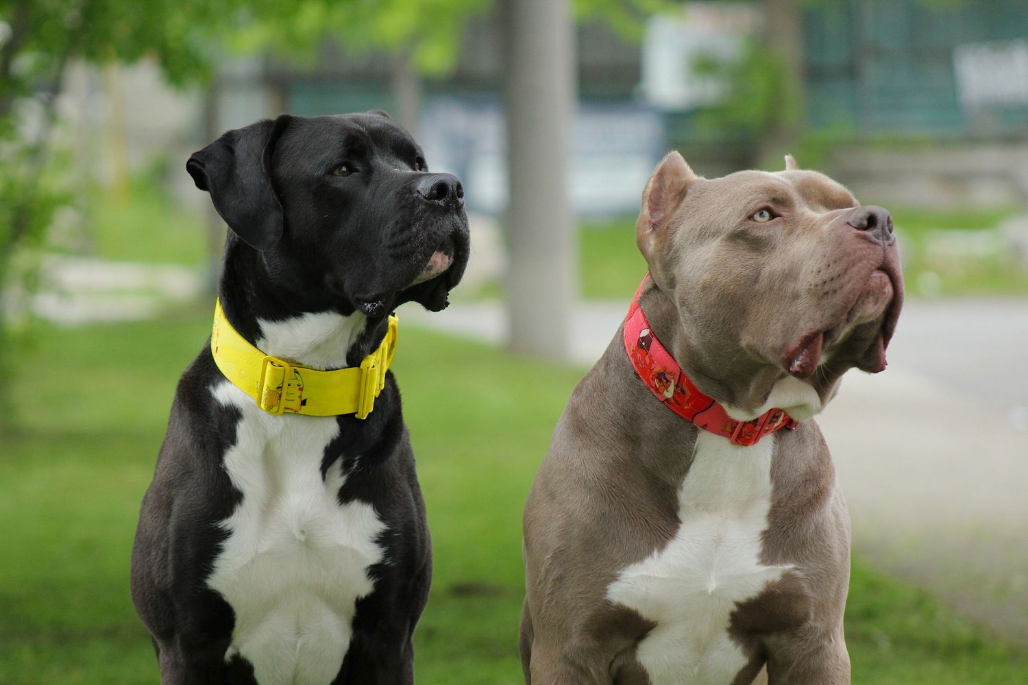 American bulldogs