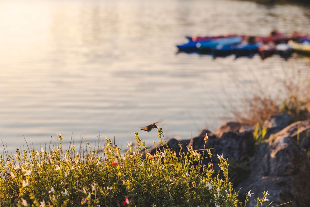 Scenic waterfront landscape with golden sunlight reflecting on calm waters.