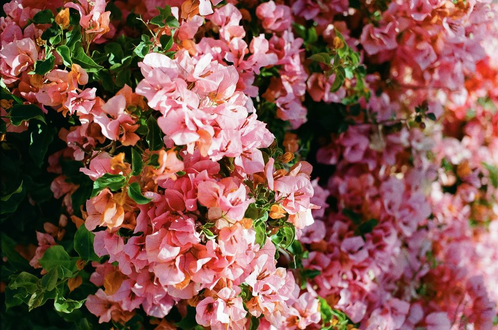 Pink bougainvillea plant in santa barbara