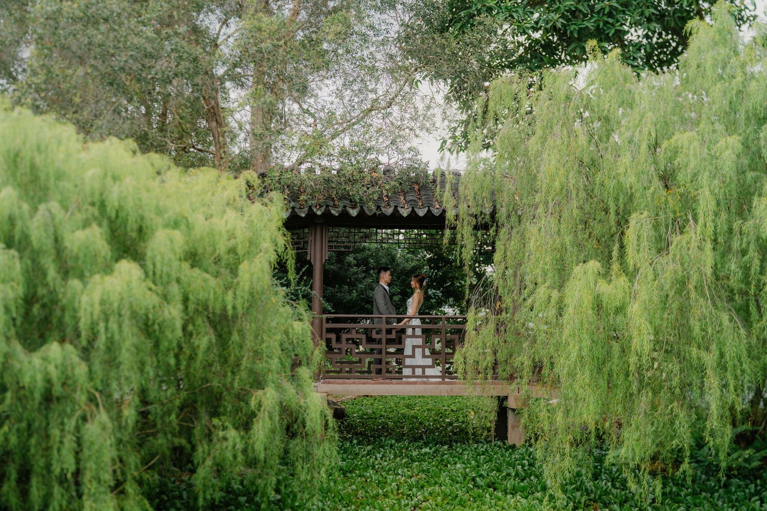 Long willow trees with drooping branches line a path at a botanical garden in summer.
