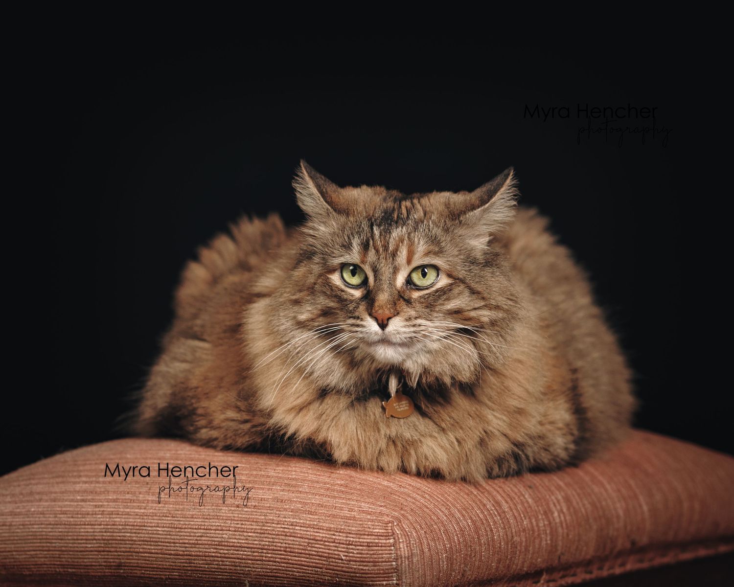 A long-haired brown cat with piercing yellow eyes lies on a dark surface in a dramatic low-light composition.
