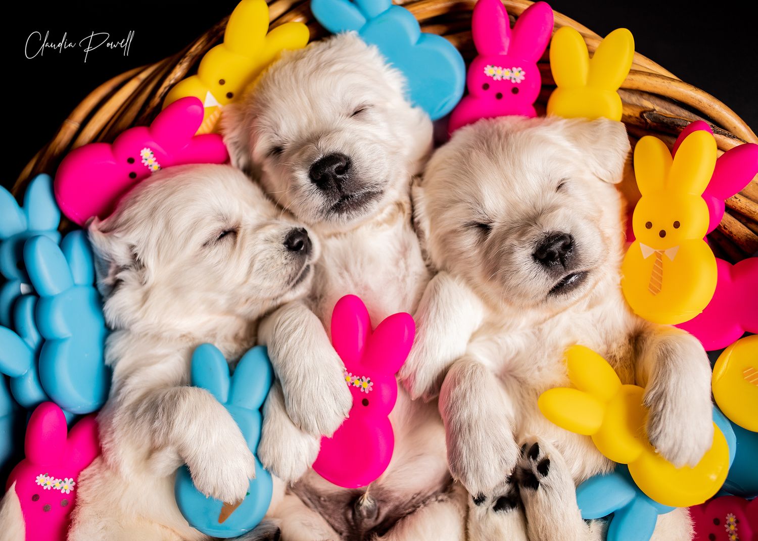 Three fluffy white golden retriever puppies sleeping in a basket surrounded by colorful Easter Peeps candy.