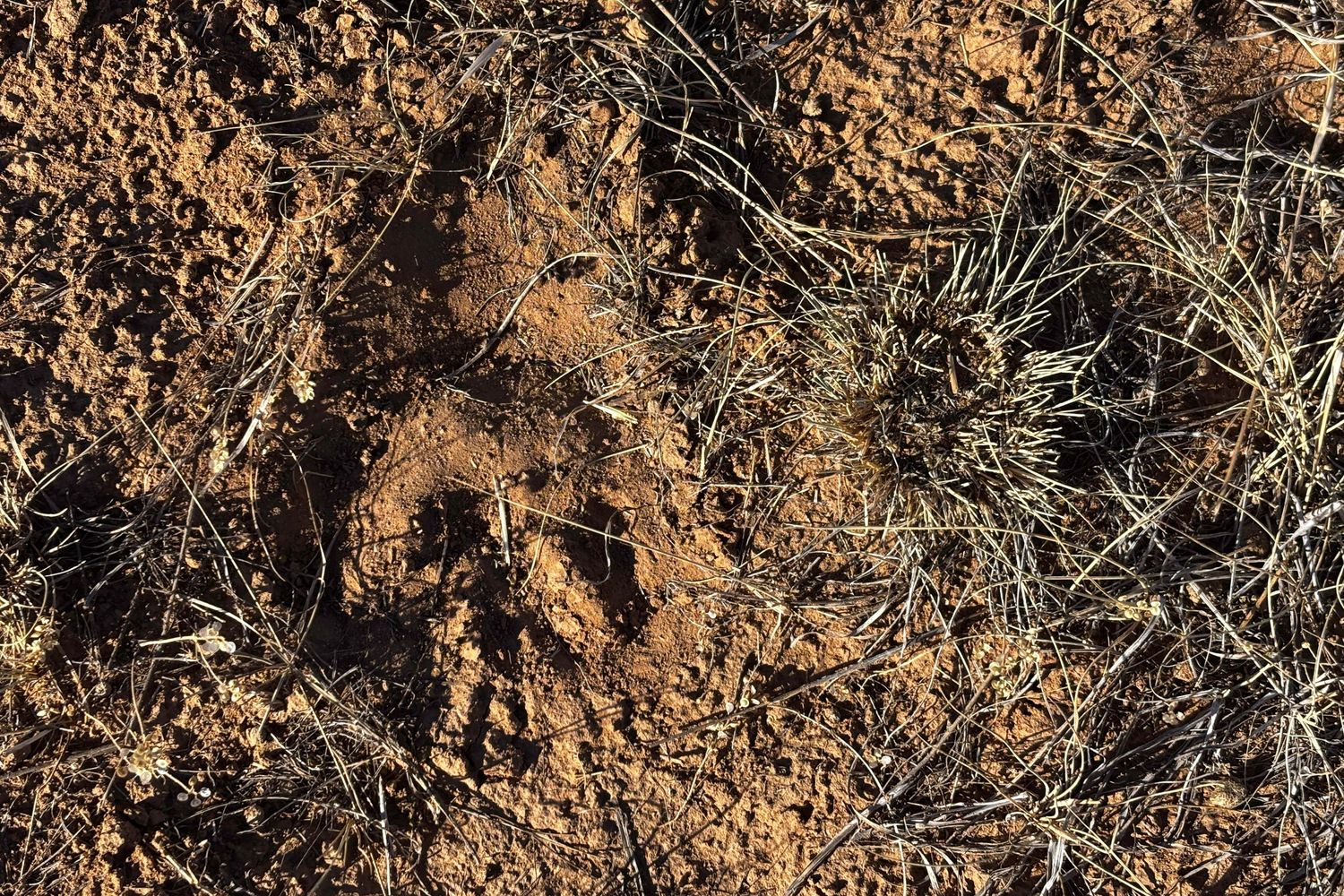 a horse hoof print in the dirt beside nibbled dry grass