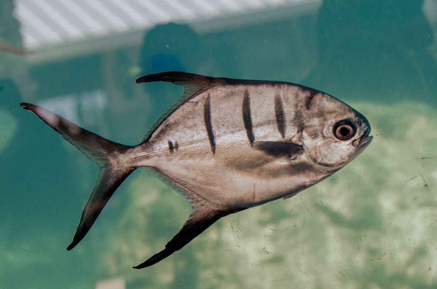 A silver permit fish with dark vertical stripes and long fins swimming in aqua blue water.