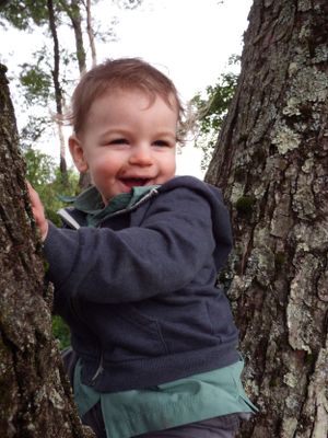 A sequence showing playful interactions with a tree trunk in an outdoor setting.