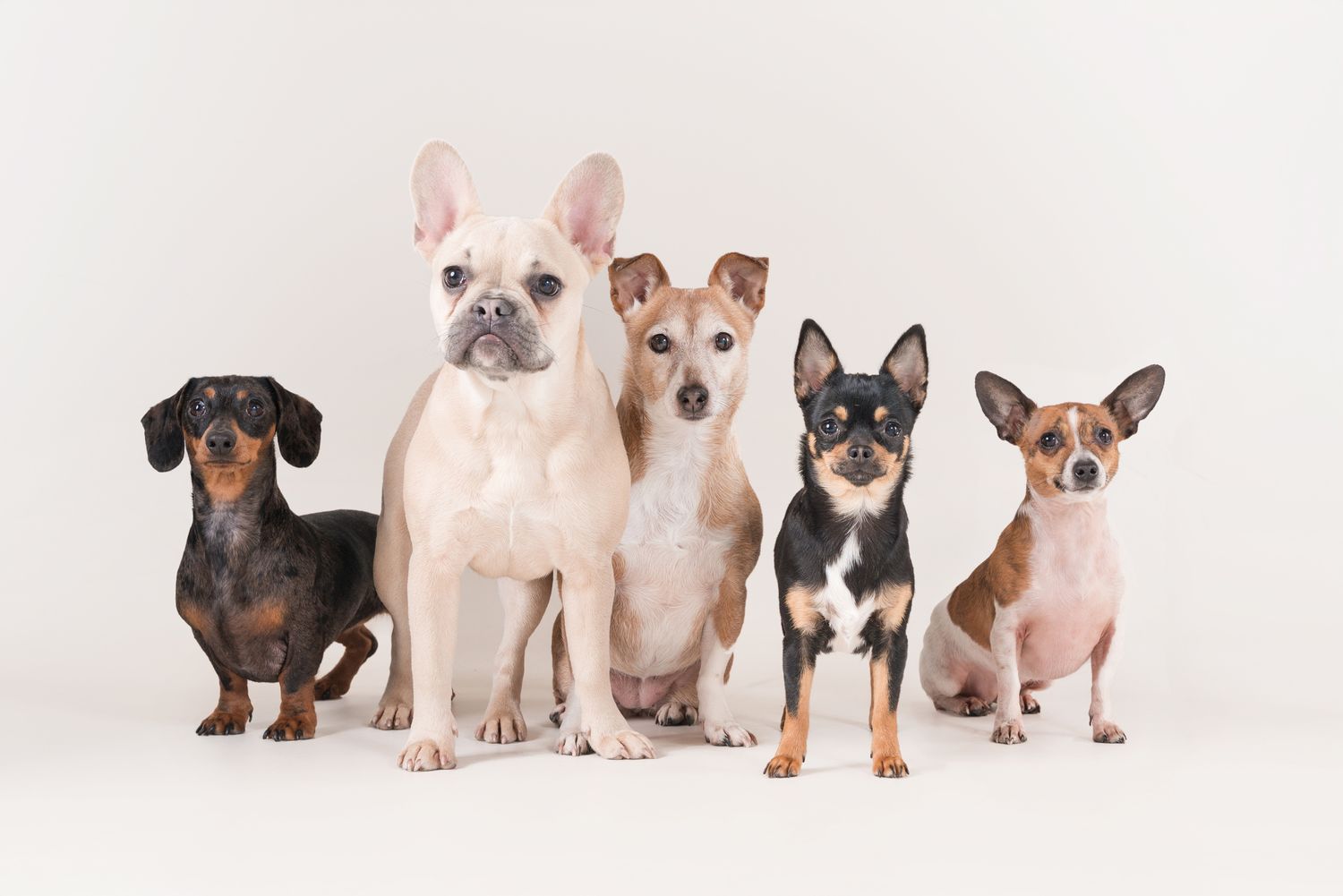 Five small dogs of different breeds lined up in a row against a white background.