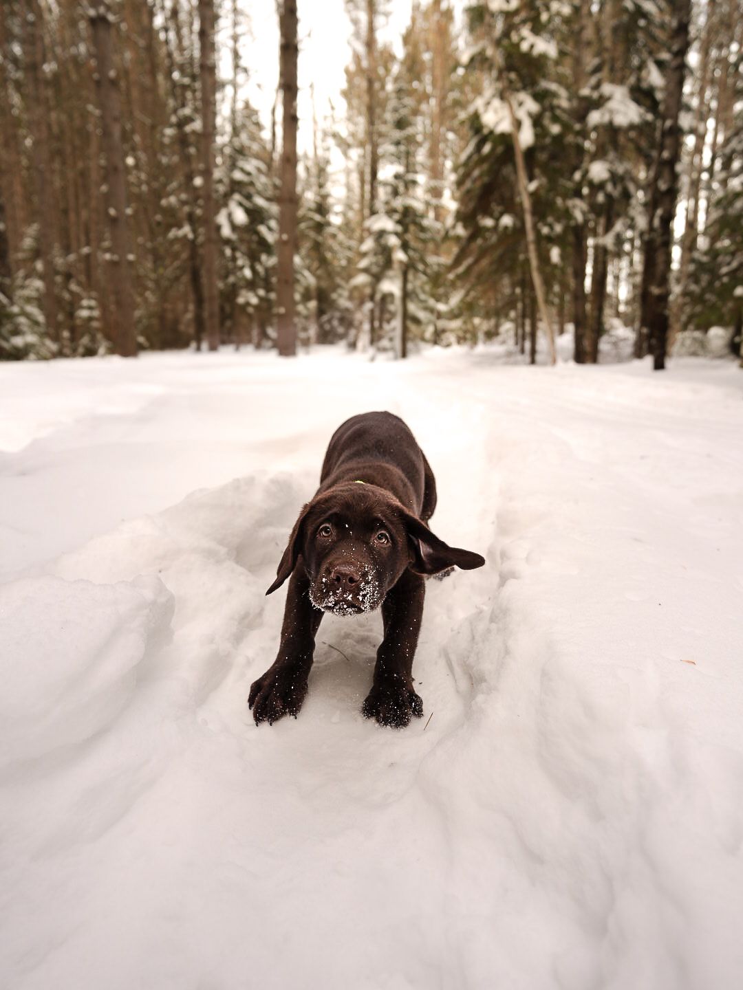 Chocolate Labrador dog running through deep snow in winter forest.